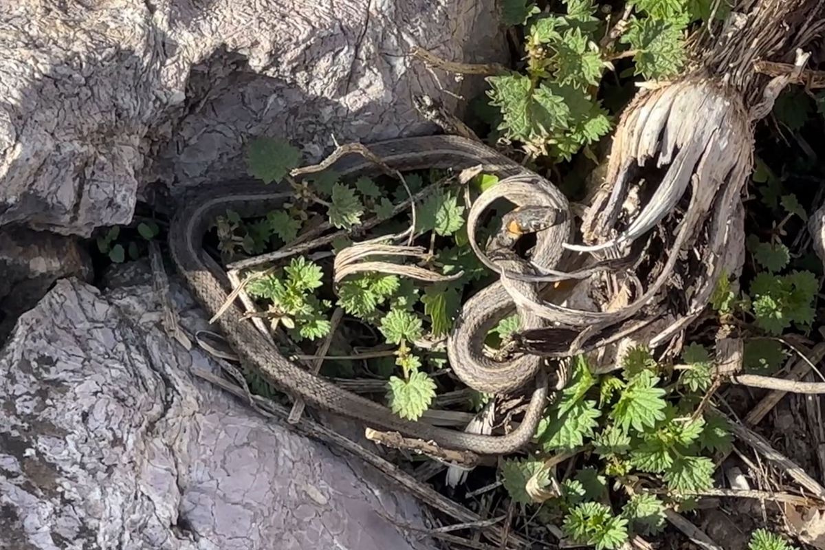 Brezilya'nın 'Yılan Adası' değil Hakkari Yüksekova ovası