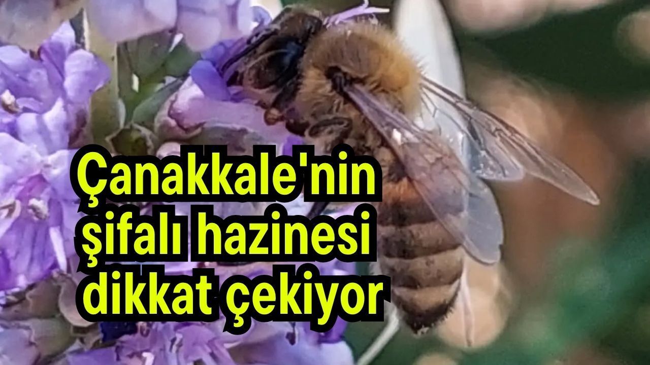 Çanakkale'nin şifalı hazinesine dikkat?