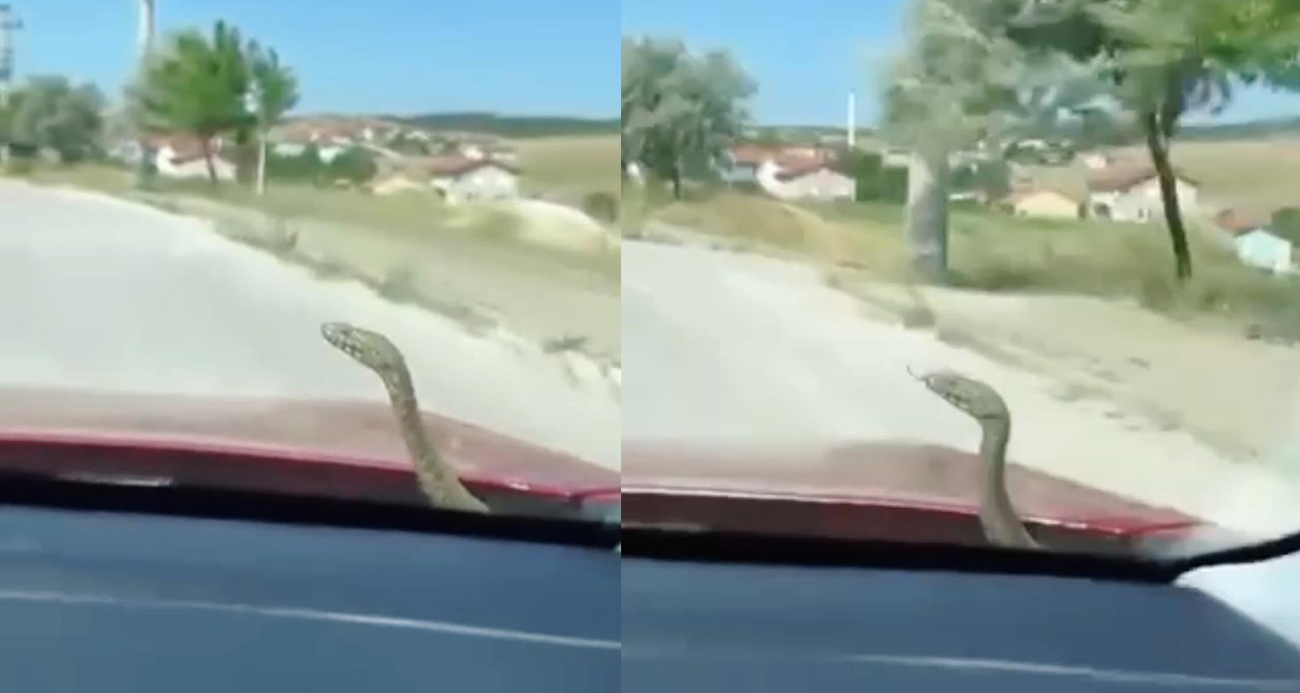 Kütahya’da ’aracın kaputundan yilan çıktı herkes şaşkın