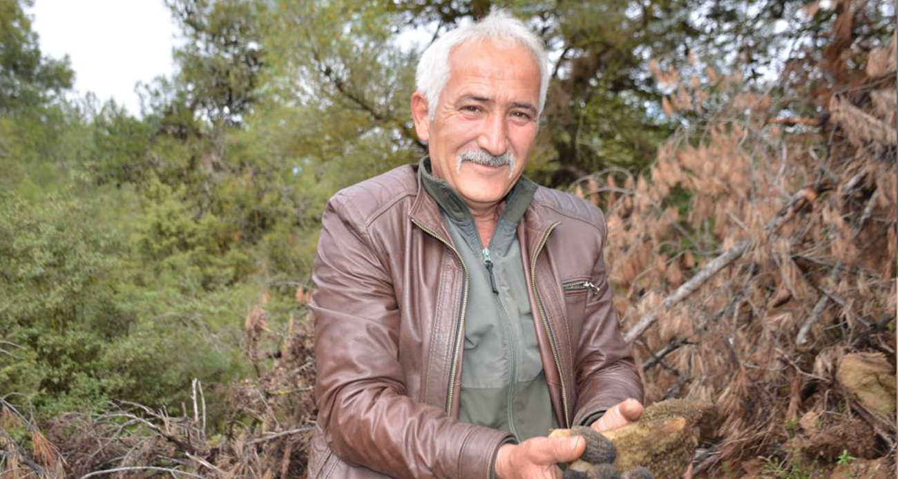 Yanan ormanlık alanda doğanın cömertliği köylüleri sevindirdi: Fiyatı yüksekten alıcı buluyor?